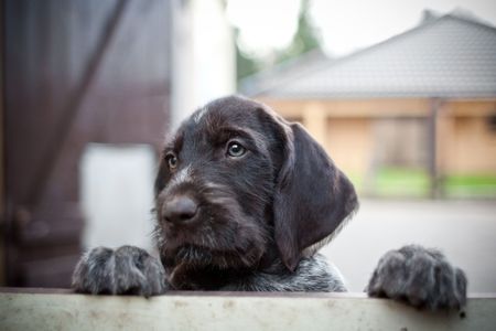 puppy dog needs someone to play with