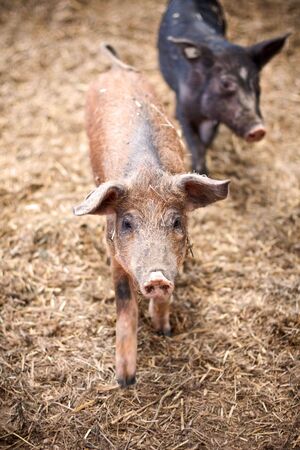 happy piggies