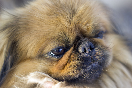 Pekingese - aged look