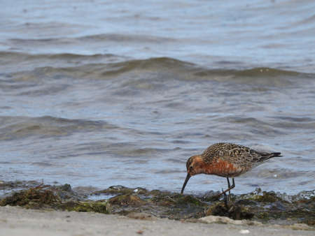 The curlew sandpiper (Calidris ferruginea) is a small wader
