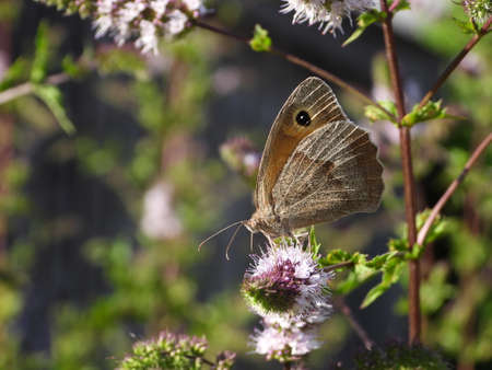 Meadow brown butterfly (Maniola jurtina) on a peppermint flowerの写真素材