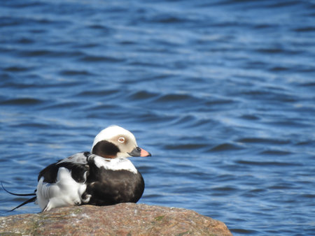 The long-tailed duck (Clangula hyemalis) male on a rock near sea in summerの写真素材
