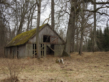 An old abandoned barn in the middle of the forest in the early spring