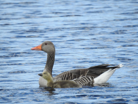 Greylag goose (Anser anser) swimming on the water with chickの写真素材