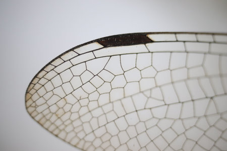 <p>Dragonfly wing pterostigma closeup photo</p>の写真素材