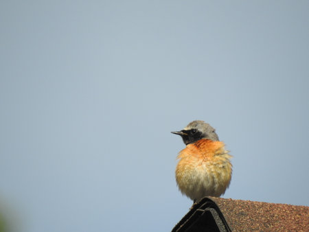 Redstart (Phoenicurus phoenicurus) sitting on the roof of a house in the spring.