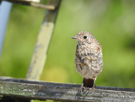 A closeup shot of a beautiful redstart (Phoenicurus phoenicurus) fledgling sitting on a fence