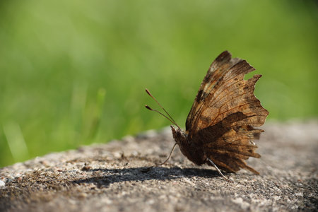 Polygonia c-album, the comma butterfly on a stone in the garden.の写真素材