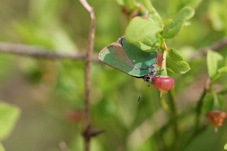 The Green Hairstreak butterfly (Callophrys rubi)  on a twig of a bilberry. Macroの写真素材