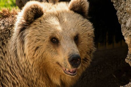 Close-up of brown bear Ursus arctos.の写真素材