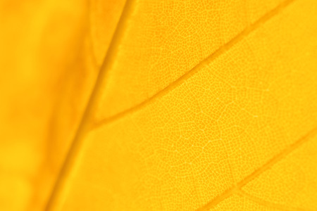 Close up of yellow autumnal maple leaf.の写真素材
