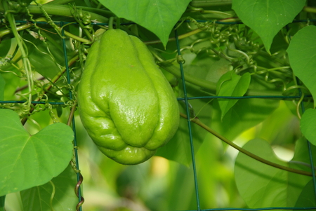 Chayote grows in Franceの写真素材