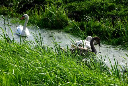 Swans in the swamps in Hollandの写真素材