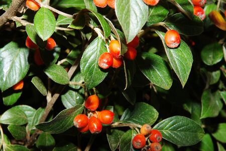 Bush cotoneaster