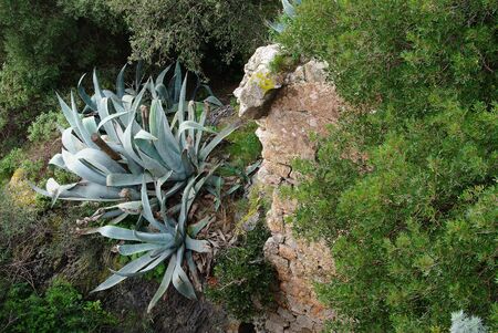 Vegetation on the heights of the city of Hyeresの写真素材