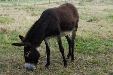 Donkey in a meadow