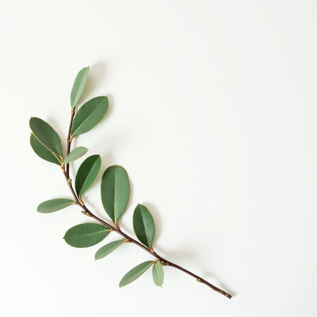 Eucalyptus branch on white background. Flat lay, top view.の素材