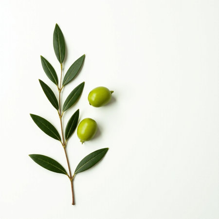 Olive branch with green olives on white background, top viewの素材