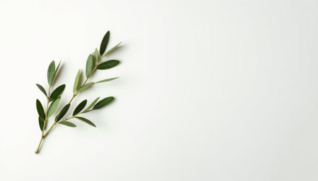 Olive branch on white background. Flat lay, top view.の素材