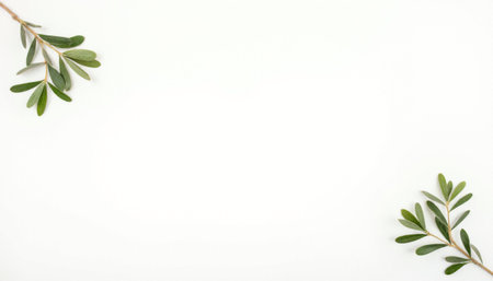 Olive branch on white background. Flat lay, top view.の素材