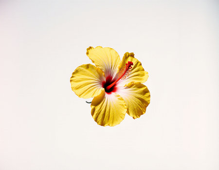 Yellow hibiscus flower isolated on white background, clipping path includedの素材