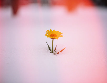 Yellow flower in the snow on the background of a blurred winter landscapeの素材