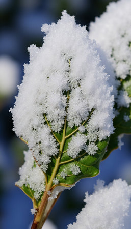 Close up of snow covered holly berry leaves and twigsの素材