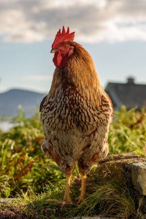 A bright and vibrant cockerel standing on a wall.の写真素材