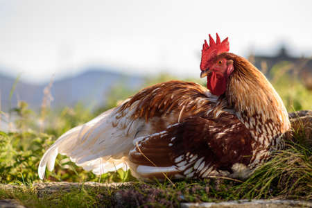 A colorful rooster sitting in the sunshineの写真素材