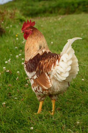 A cockerel walking on green grassの写真素材
