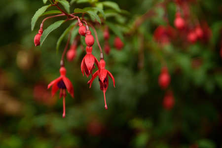 Red Fuschia flowers against green leaves.