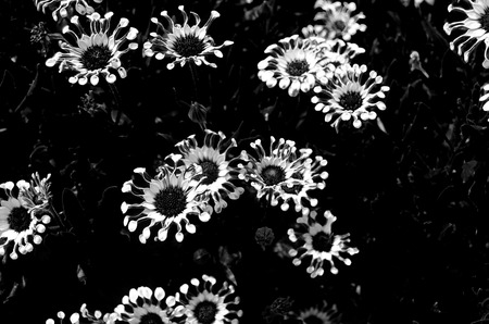 Daisies in the Venice Canalsの写真素材