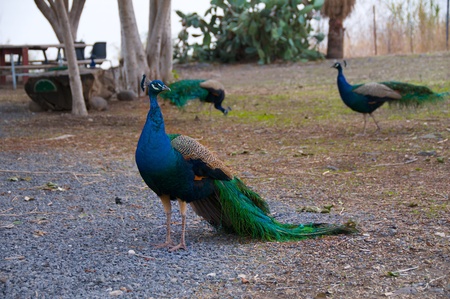 The Peacock.