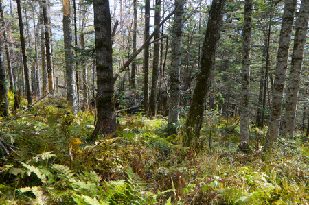 Mount Snow. Highland Taiga.の写真素材
