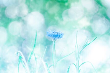 Fantastic cornflowerの写真素材