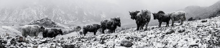 Himalaya  snowy yaks are standing in the mountains.の素材