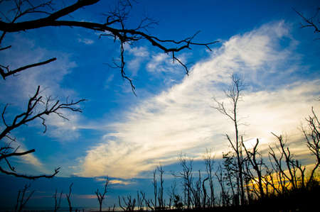 Silhouette dry tree