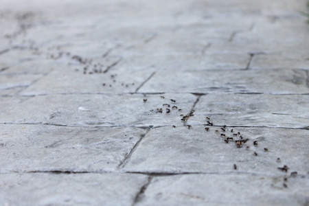 A row of ants working on a stone road. Team work and discipline concept.の写真素材