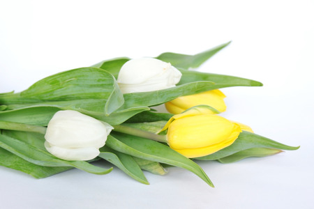 Bouquet of white and yellow tulips lying isolated on white background.の写真素材
