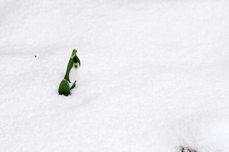 Single first spring flower - snowdrop growing in snow.