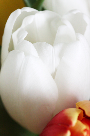 Close up of a white tulipの写真素材