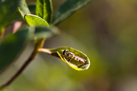 Bee