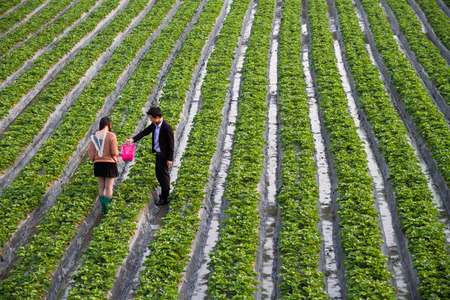 Picking strawberriesのeditorial素材