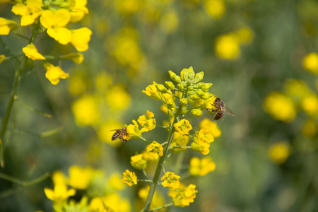 Canola flowerの写真素材