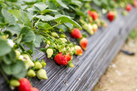 Strawberryの写真素材