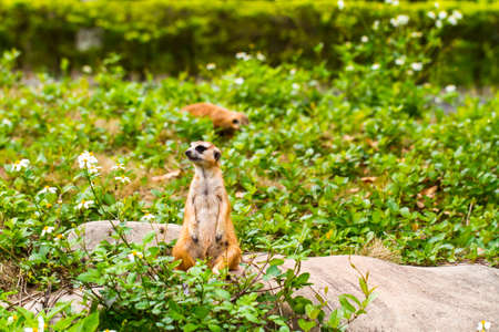 Close up of a meerkat