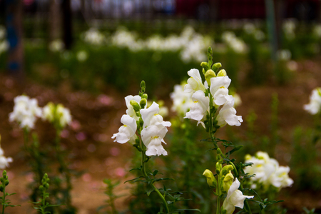 Flowering plant growing in the wildの写真素材
