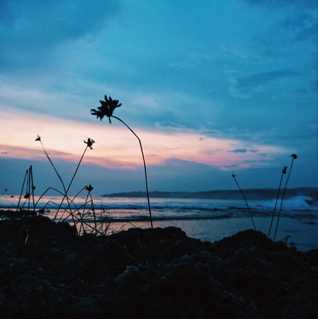 The witnessの素材