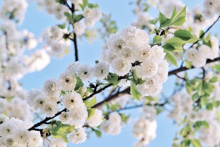 A cherry blossom is a flower of many trees of genus Prunus. The most well-known species is the Japanese cherry, Prunus serrulata, which is commonly called sakura                     の写真素材