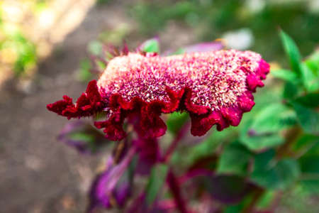 Red cockscomb flower. Rooster crest flower. Red colorful Celosia Flower.
